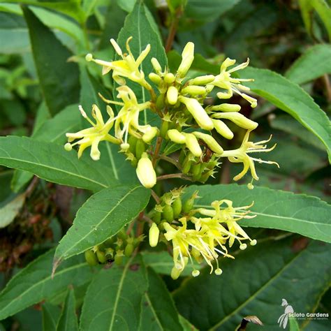 Diervilla lonicera #3 (Dwarf Bush Honeysuckle) - Scioto Gardens Nursery