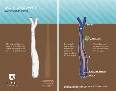 Shipworm