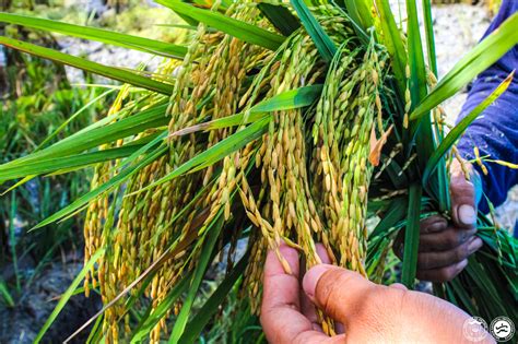 Farmer from Antique Harvests Golden Rice for the First Time- Crop ...