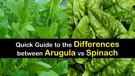 How are Arugula and Spinach Different