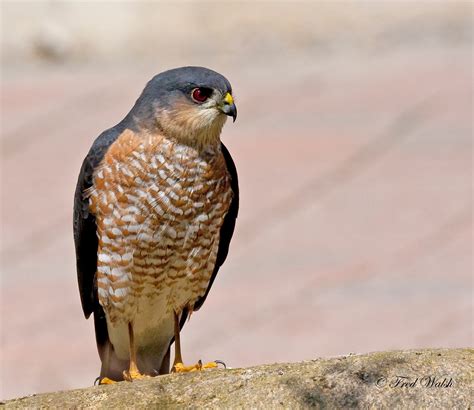 fred walsh photos: Sharp Shinned Hawk