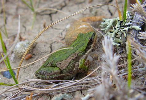 Boreal Chorus Frog 101: Physical Characteristics, Habitat, Behavior, and Conservation Status