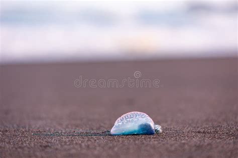 Portuguese Man-o-war, Dangerous Jellyfish, Strange Animals, Azores Islands Stock Photo - Image ...