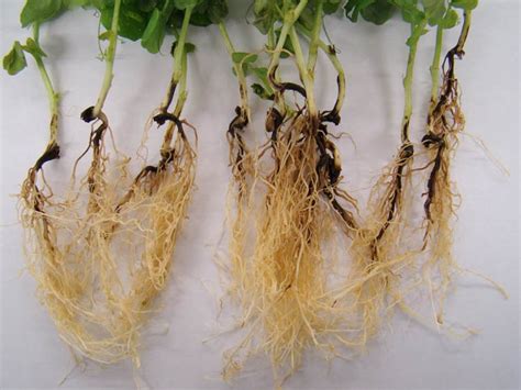 Hydrogen Peroxide for Plants: How Does it Help Root Rot and More - Plants Spark Joy