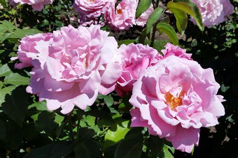 Top 10 Fragrant Roses to Grow