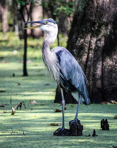 Great Blue Heron, Louisiana Bayou | Héron bleu, Images gratuites, Hérons