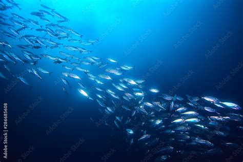 lot of small fish in the sea under water / fish colony, fishing, ocean wildlife scene Stock ...