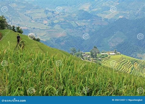 Paddy field stock image. Image of food, rice, farmer - 35613437