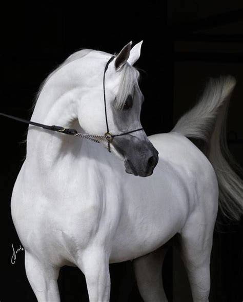 Pure White Arabian Horse