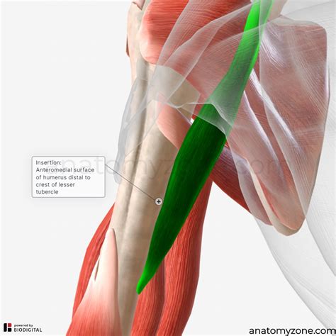 Coracobrachialis Muscle - Origin, Insertion, Action, 3D Model | AnatomyZone