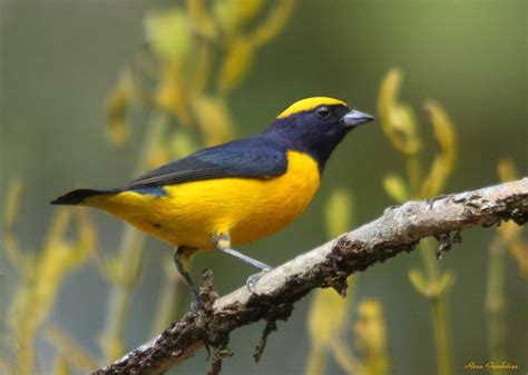 Eufonia Coroniamarilla | Yellow-crowned Euphonia (Euphonia… | Flickr