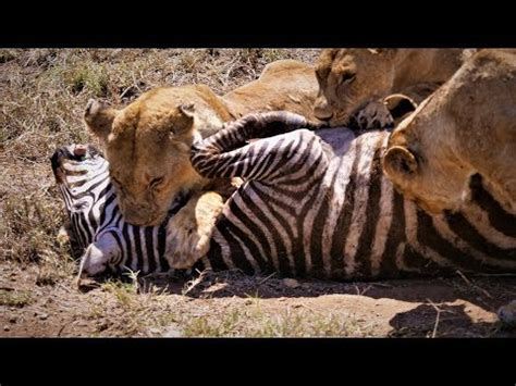 Serengeti: Pride of lions hunting and killing zebras (4 K/UHD) - YouTube