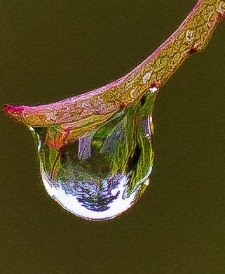 Water Droplet Reflection on Oak Leaf