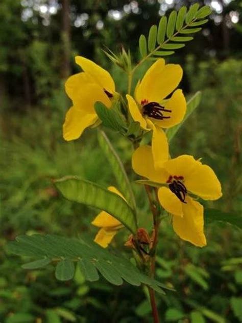 100 Partridge Pea seeds / Chamaechrista fasciculata | Etsy