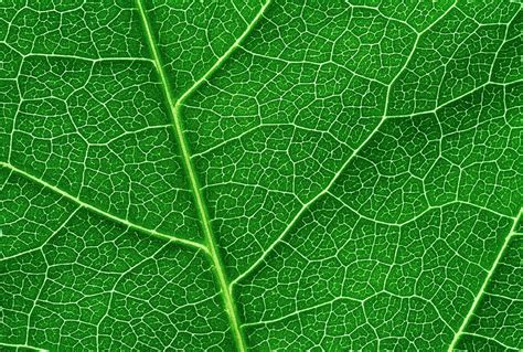 Leaf Veins Photograph by Gustoimages/science Photo Library - Pixels