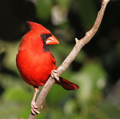 Ohio State Bird | I know it's the Buckeye state bird but we … | Flickr