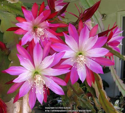 Epiphyllum: Plant Care and Collection of Varieties - Garden.org