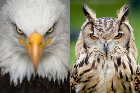 Eagle vs owl [What the Difference and How to Identify Them ...