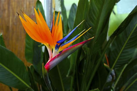 The Top 10 Most Beautiful Hawaiian Flowers - Alii Hawaiian Flowers