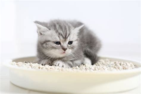 Cute Kitten In His Litter Stock Photo - Image: 49743033