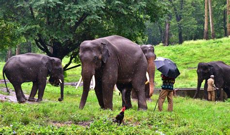 Tamil Nadu: Anamalai Tiger Reserve launched 'jumbo trails' in Coimbatore