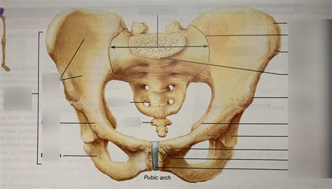 Coxal Bone Lab Exam Diagram | Quizlet