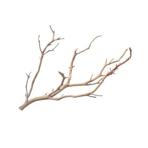 Manzanita Branches From Real Manzanita Natural Branch - Etsy Canada ...