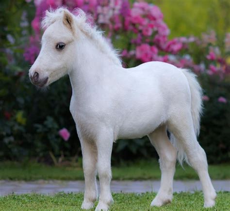 Pin by Yoshigirl28 on Minis / Ponies | Small horse breeds, Tiny horses ...