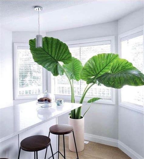 Growing Elephant Ear Plant Indoors | Elephant Ear Care Guide