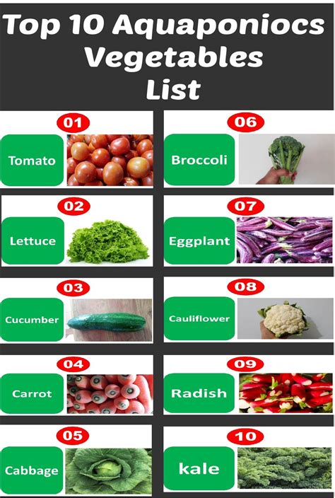 Top 10 aquaponics vegetables list every body should know | List of vegetables, Aquaponics system ...