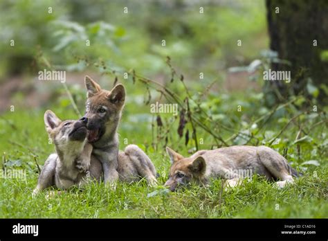 Wolf pups playing hi-res stock photography and images - Alamy