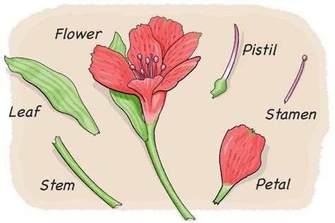 Dissect a Flower - Scientific American