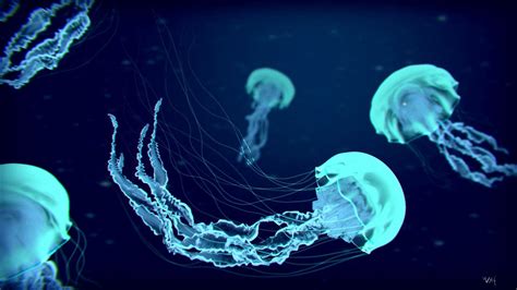Mesmerizing Jellyfish HD Wallpaper by MtndewMan98