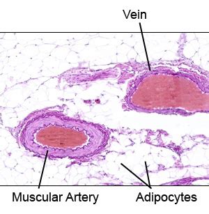 Anatomy A215 Virtual Microscopy