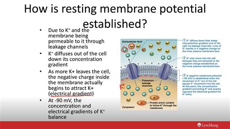 Resting Potential