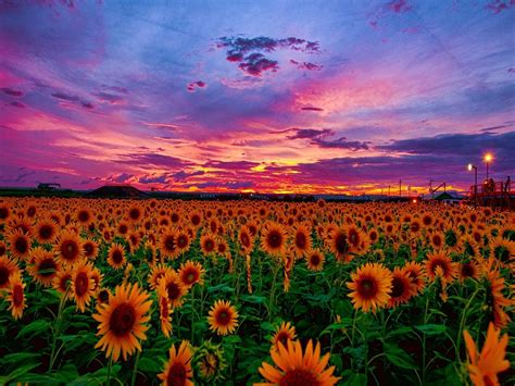 Sunflower Aesthetic Sunset Wallpapers - Wallpaper Cave