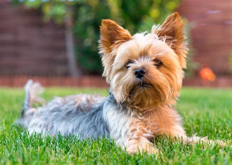 Yorkshire Terrier: conheça esta raça de cães e as suas caraterísticas