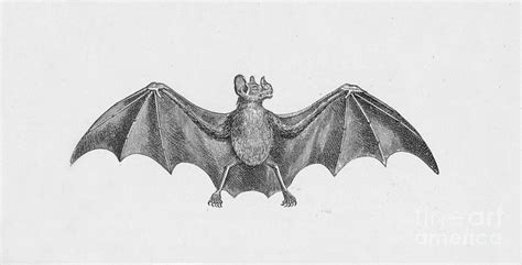 Vampire Bat, C1885 Drawing by Print Collector - Pixels