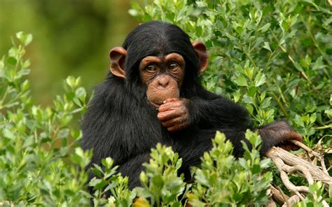 Banco de Imágenes Gratis: Simios en el bosque - Animales feos, pero graciosos.