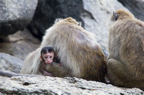 Wild Monkeys in Thailand: Cute but Dangerous