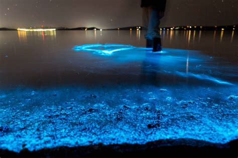 Nature's rhapsody in blue: Tasmania shoreline glitters with magical ...