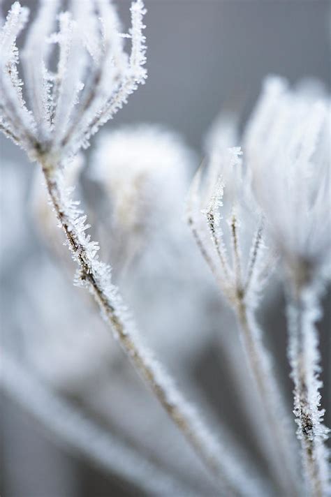 Common Hogweed (heracleum Sphondylium) Photograph by Simon Booth ...