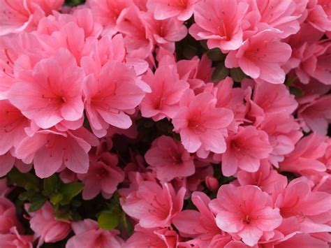 15 Great Flowering Shrubs for Your Landscape