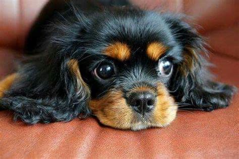 320 best images about Black and Tan - Cavalier King Charles Spaniel on Pinterest | Black ...