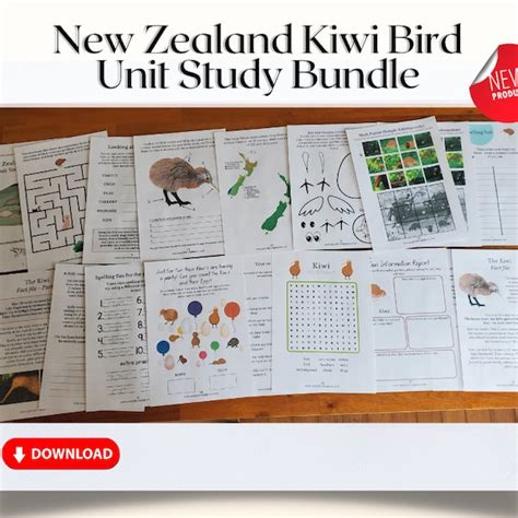 Kiwi Bird - Etsy