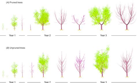 Model output showing 3D depiction of (A) a pruned peach tree and (B) an... | Download Scientific ...