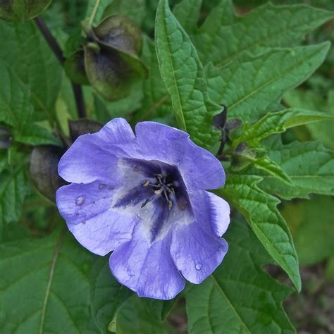 Ornamental Blue Shoo Fly Plant Nicandra physalodes - 30 Seeds