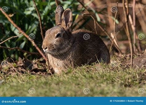 Wildlife Scene of a European Rabbit, Oryctolagus Cuniculus in a Natural ...