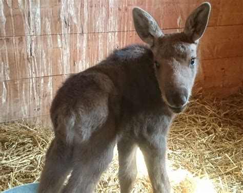 Moose Jaw animal rehab preparing orphaned moose calves for life in the wild | CBC News