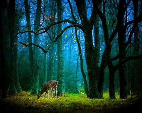 Enchanted Forest Photography Deer Photo Fairytale